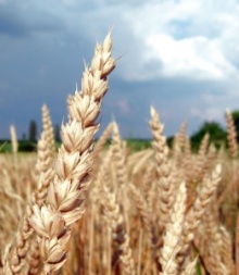 Field of grain