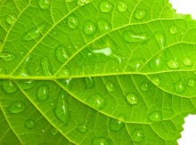 Leaf with water drops