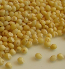 Millet up close