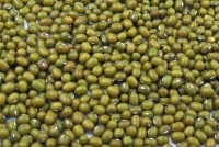 Whole green mung beans used in kitchari