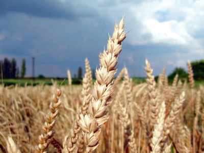 Beautiful field of wheat